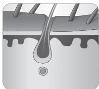 BABYLISS G935E - 2.2.Cykl wzrostu wlosa - 6