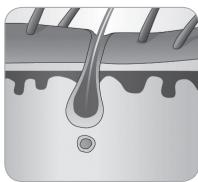 BABYLISS G935E - A ször növekedési ciklusa - 6