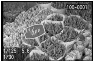 CANON EOS 10D - Démarrez la lecture automatique. - 1