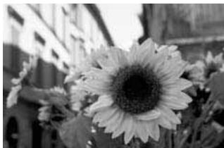 CANON EOS 10D - Gros-plan - 1