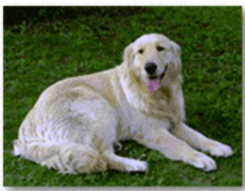 CANON G1501 - Exécution d'une impression sans bordure - 3