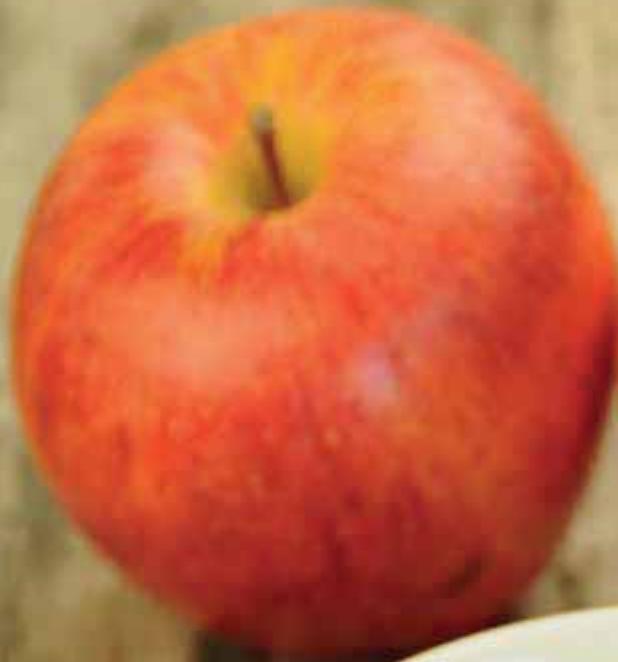 MAGIMIX 18082F JUICE EXPERT 3 - COMPOTE DE POMME - 7