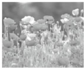 EPSON SC-P700 - Utilisation du Gestionnaire de disposition - Windows - 5