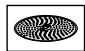 BOSCH MC812S820 - Grating disc - medium-fine - 1