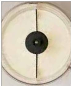 MAGIMIX 18602F - MONTES les blancs en neige - 5