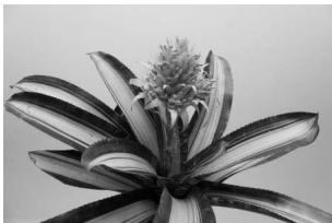 JOHNSON SB400 - Lorsqu'un sujet présente un effet de marbrure avec la lumière du flash, élevez le degré d'inclinaison de la tête de flash. - 2