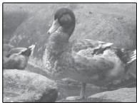 FUJIFILM FINEPIX XP160 - Correction de l'exposition - 3