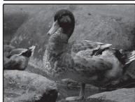 FUJIFILM FINEPIX XP10 - Choisissez une valeur. - 3