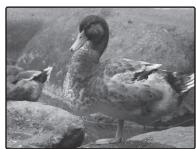 FUJIFILM FINEPIX XP10 - Choisissez une valeur. - 1