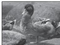 FUJIFILM FINEPIX XP100,  FINEPIX XP1000 - Correction de l'exposition - 2