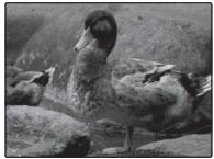 FUJIFILM FINEPIX XP50 - Correction de l'exposition - 4