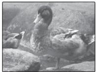 FUJIFILM FINEPIX XP50 - Correction de l'exposition - 3