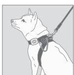 NINTENDO DS ACTIVITY METER - Comment porter le femoin d'activité - 4