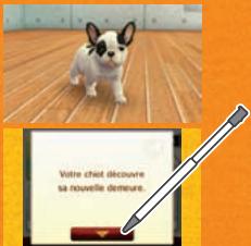 NINTENDO GS CATS FRENCH BULLDOG - Emmener votre chiot à la maison - 1