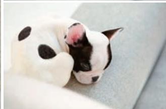 NINTENDO GS CATS FRENCH BULLDOG - Limites de la garantie - 5