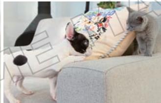 NINTENDO GS CATS FRENCH BULLDOG - Limites de la garantie - 3