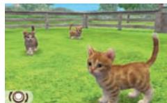 NINTENDO GS CATS FRENCH BULLDOG - Vivre avec votre chaton - 2