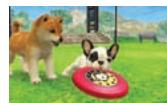 NINTENDO GS CATS FRENCH BULLDOG - Information du maître - 6