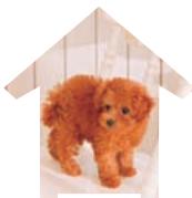 NINTENDO GS CATS FRENCH BULLDOG - Go Shopping - 2