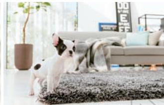 NINTENDO GS CATS FRENCH BULLDOG - Limites de la garantie - 2