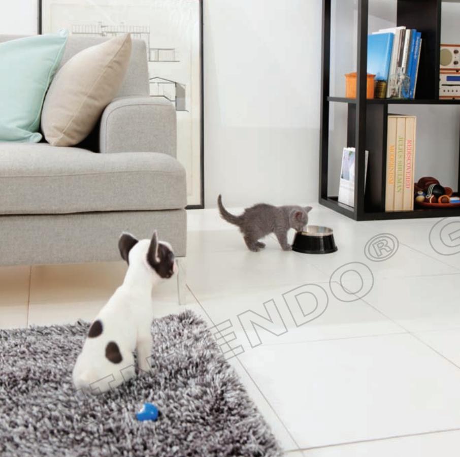 NINTENDO GS CATS FRENCH BULLDOG - Session de jeu sans fil - 1