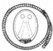 ZODIAC MARK II GT - SYSTÈME DE GONFLAGE - 2