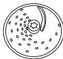 MORPHY RICHARDS FOOD PROCESSOR - KORTE HANDLEIDING - 1