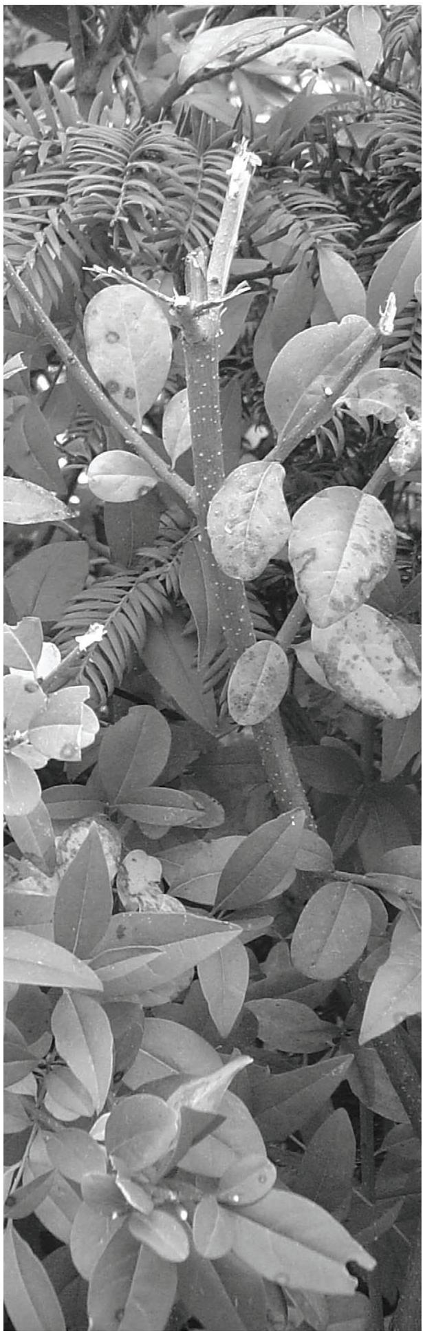 ATIKA GHD 2200 - Garancija - 2