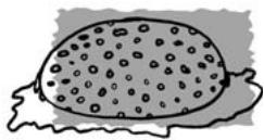 THOMSON KGT300NXI - LIMPEZA: - 1