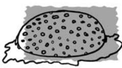 THOMSON KGT300NXI - Nettoyage: - 1