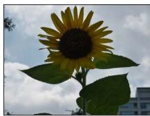 PANASONIC LUMIX DMC-TZ40 - [Retouche auto] - 1