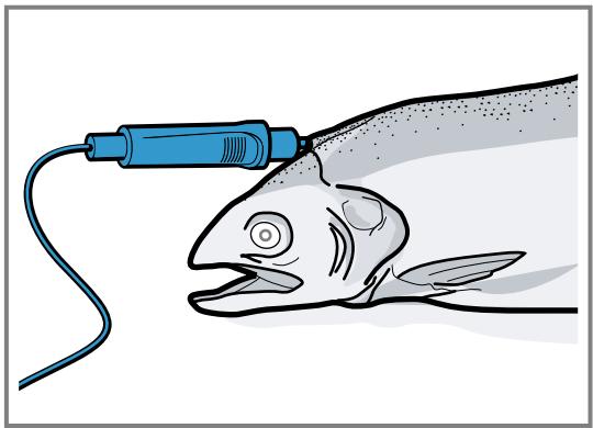 GAGGENAU BS470112  -  BS470112 - Insérer la sonde thermométrique dans du poisson - 1