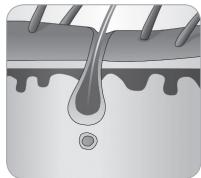 BABYLISS G933E - Der Wachstumszyklus des Haars - 6