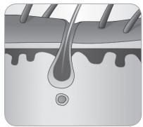 BABYLISS G933E - Ciclo de crescimiento delazo - 6