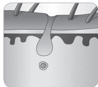 BABYLISS G933E - Karvan kasvusykli - 6