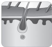 BABYLISS G933E - Häretsvekstsyklus - 3