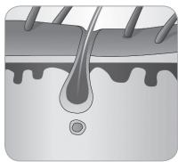 BABYLISS G933E - 2.2.Cykl wzrostu wlosa - 6