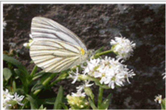 SAMSUNG T260HD - TV speaker PTDECH - 1