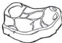 THOMSON CTH331 - Rood vlees - 1