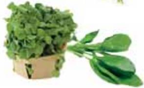 MAGIMIX JUICE EXPERT 3 CH - Les minéraux &amp; FIBRES - 2