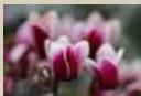 CANON EOS_M50_15-45 - 1 - 5