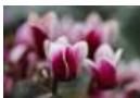 CANON EOS_M50_15-45 - 1 - 4