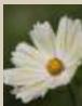 CANON EOS_M50_15-45 - 4 - 6