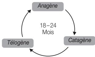 BEURER iPL10 000 - Quelle influence le cycle de croissance des poils a-t-il sur l'épilation à la lumière? - 1