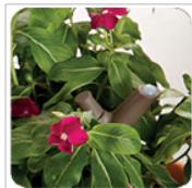 PARROT FLOWER POWER VERT - Consulter la base de données parrot flower power - 1