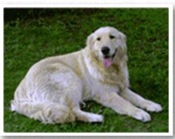 CANON TS6350A - Exécution d'une impression sans bordure - 1