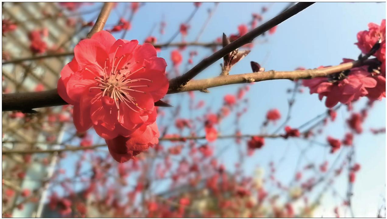 HONOR 9 Lite - Mode grande ouverture :mettre en valeur votre sujet - 1