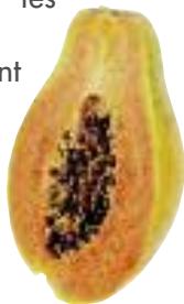 MAGIMIX PACK DUO+GLACIER - Bienfaits : - 1