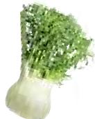 MAGIMIX PACK DUO+GLACIER - Fenouil - 4