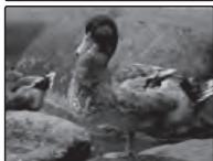 FUJIFILM XP10 - Choisissez une valeur. - 3